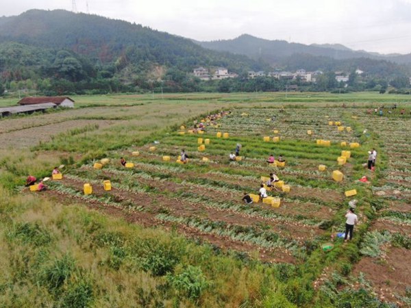 農民豐收  | 懷化中(zhōng)方：百合喜迎豐收季 中(zhōng)藥材産業助力鄉村(cūn)振興